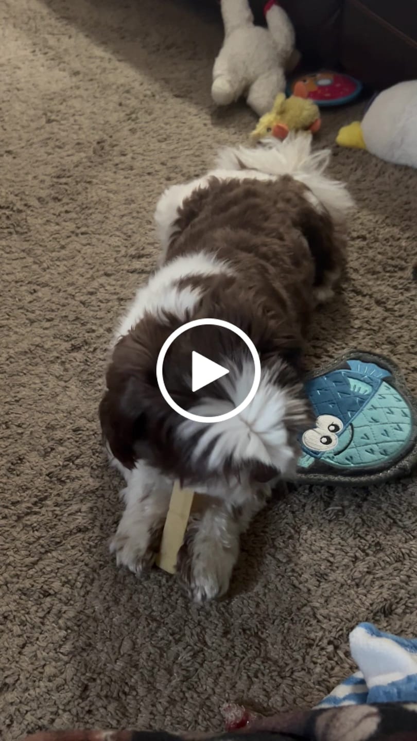 Customer video review of Banana Yak Chews