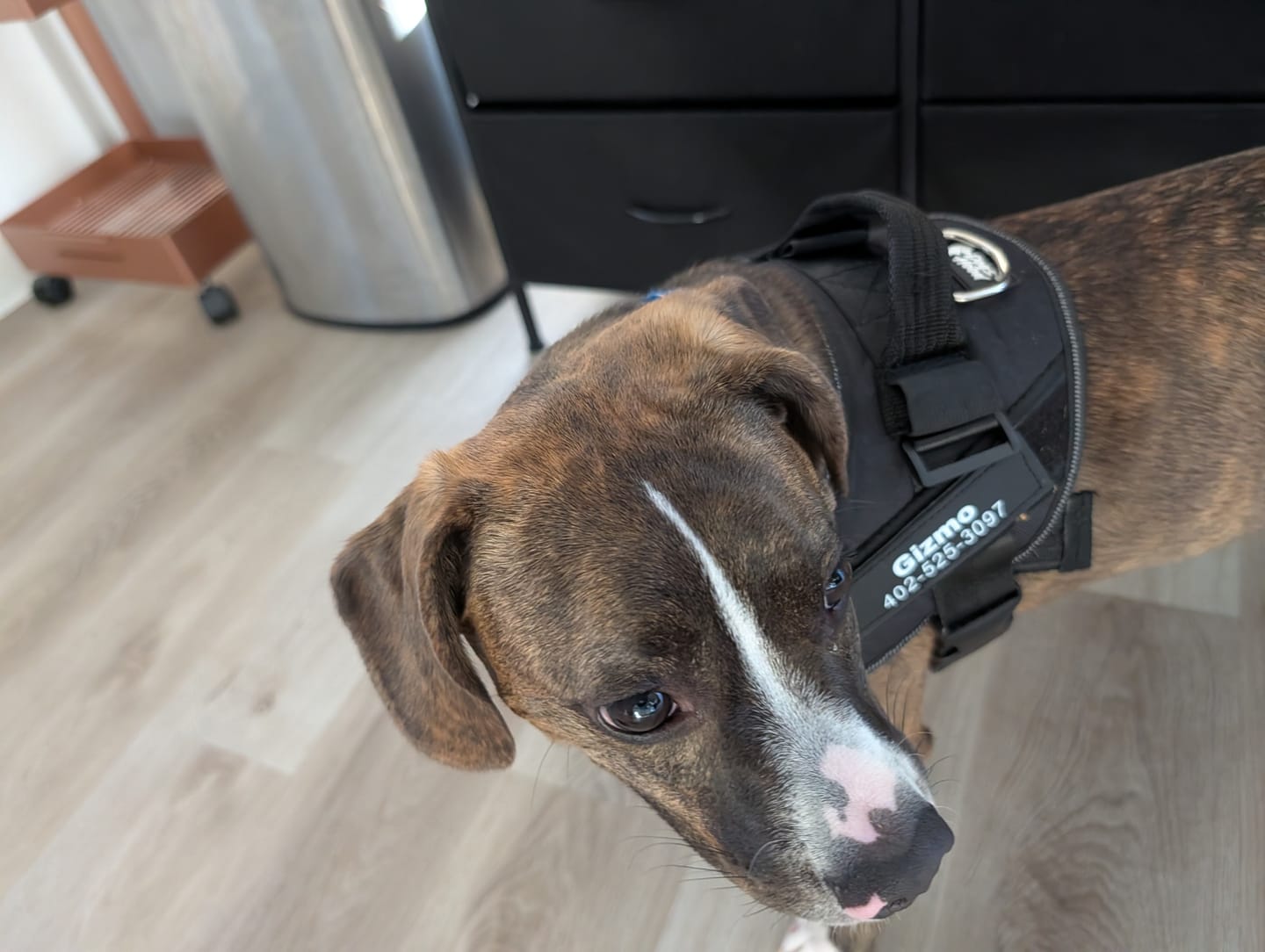 Customer photo review of Dogshood ™