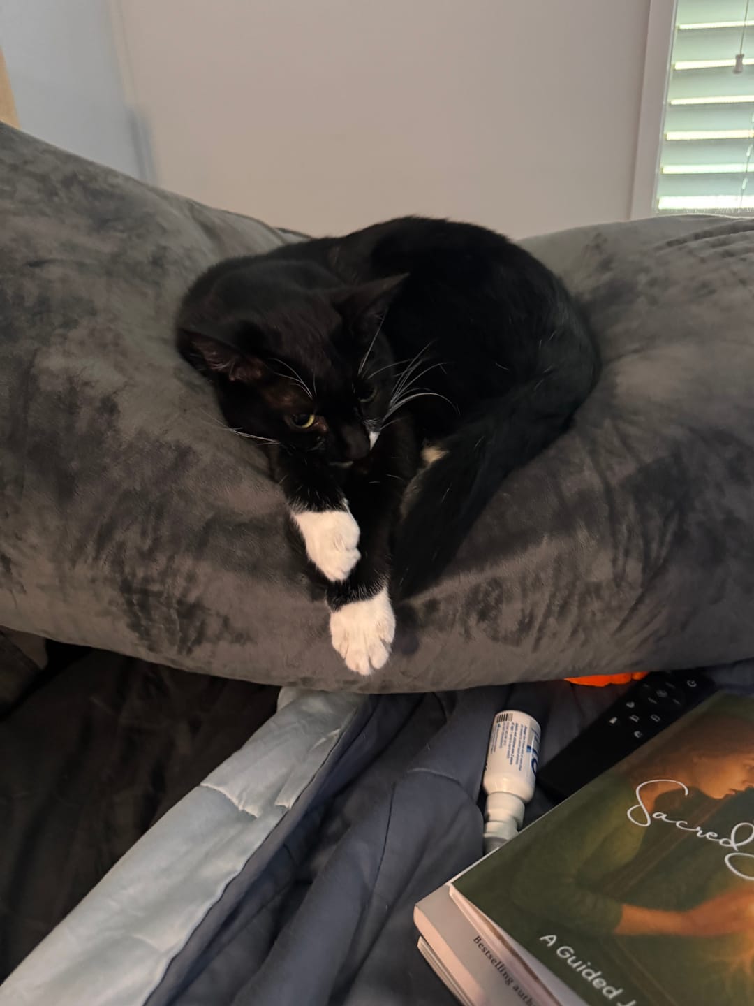 Customer photo review of The Big Soft Pillow