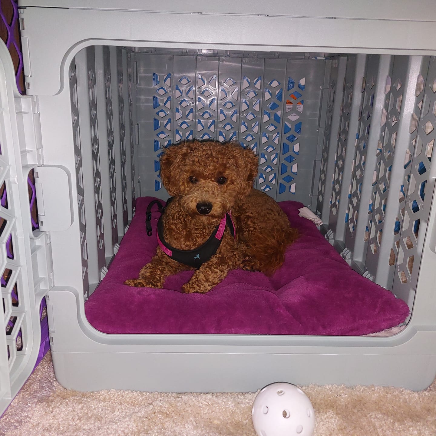 Customer photo review of PAWD®  Modern Collapsible Dog Crate