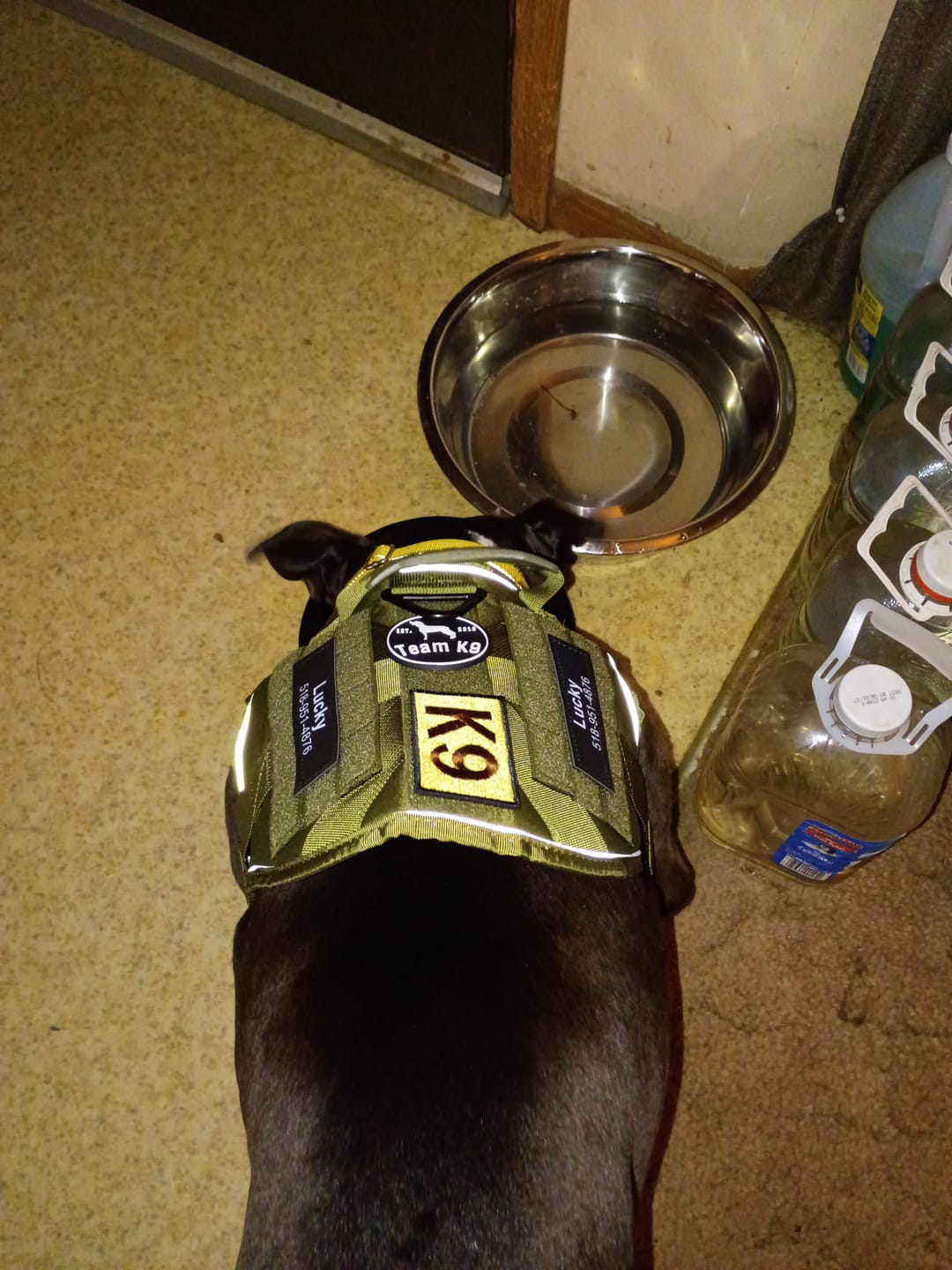 Customer photo review of Custom Hook & Loop Patch For Harness (1 Pair)