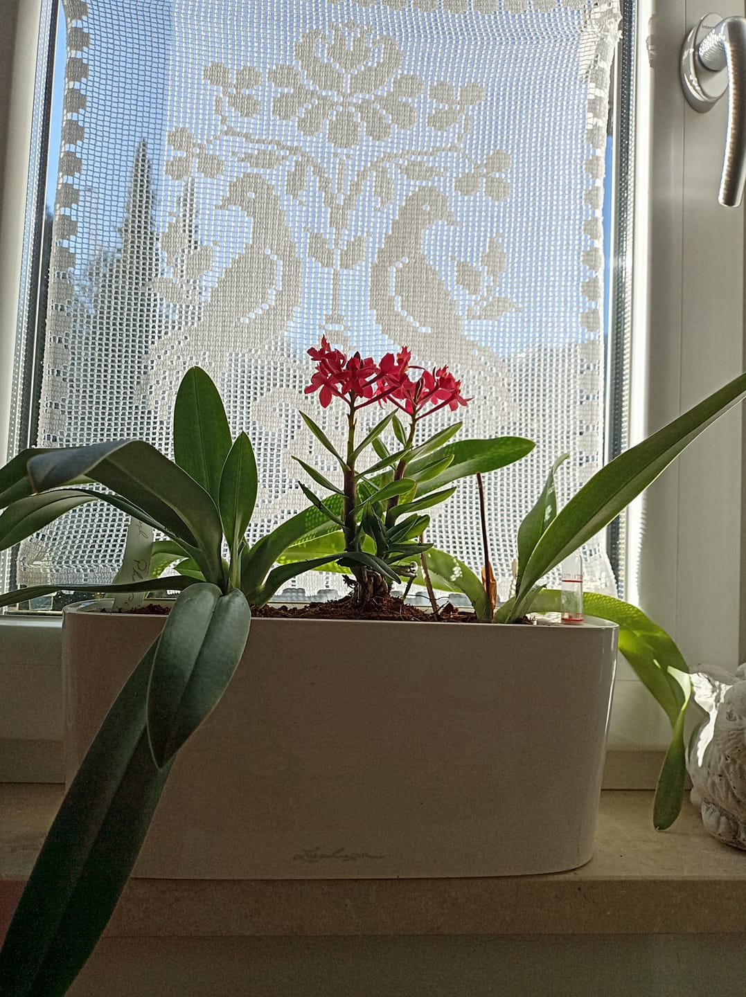 Customer photo review of Epidendrum Nordic Fire Dauerblüher mit magentafarbenen Blüten und 2 Rispen im Korkquader