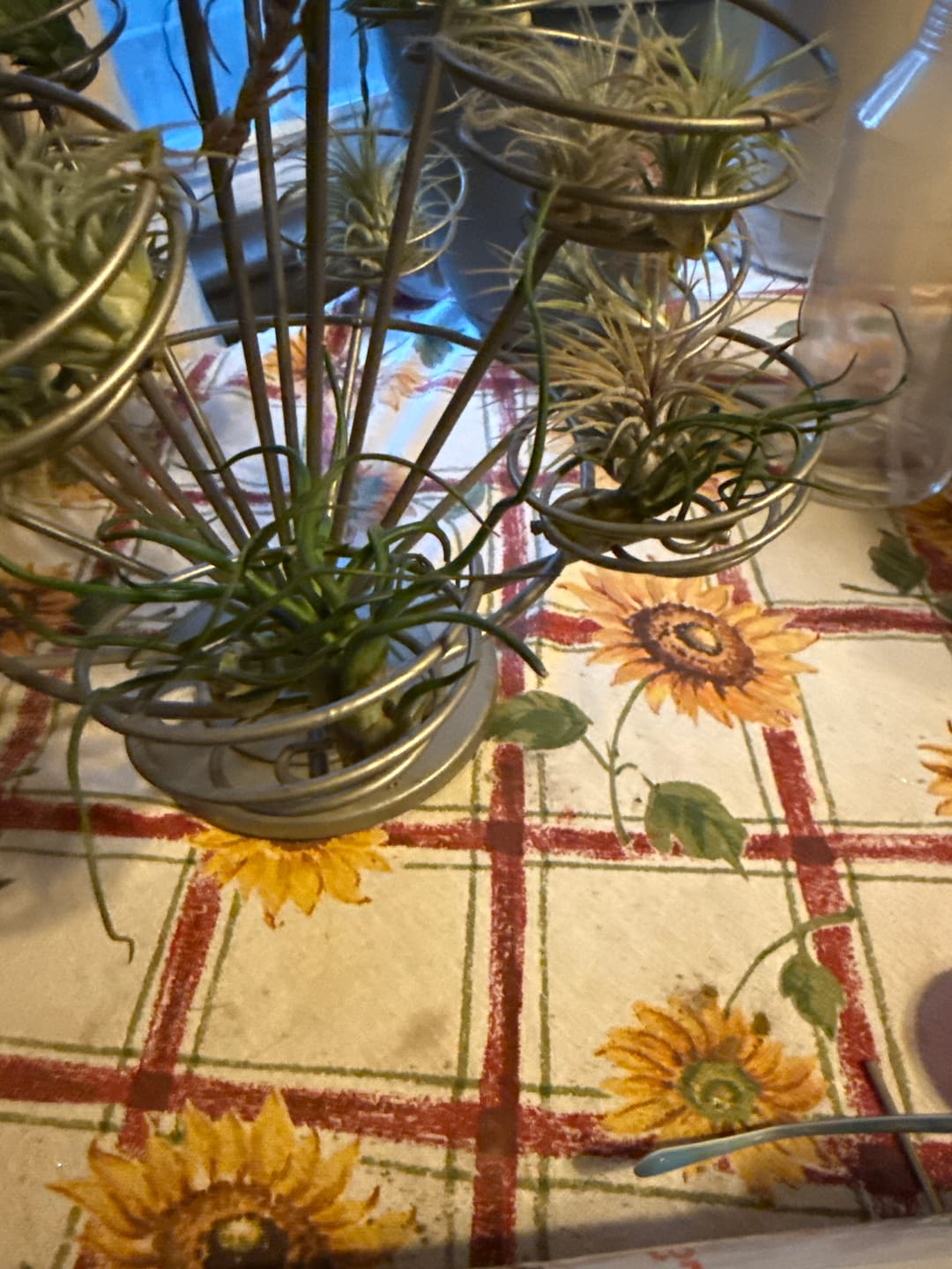 Customer photo review of Wholesale Ionantha Guatemala Medium  (Minimum Order 10)