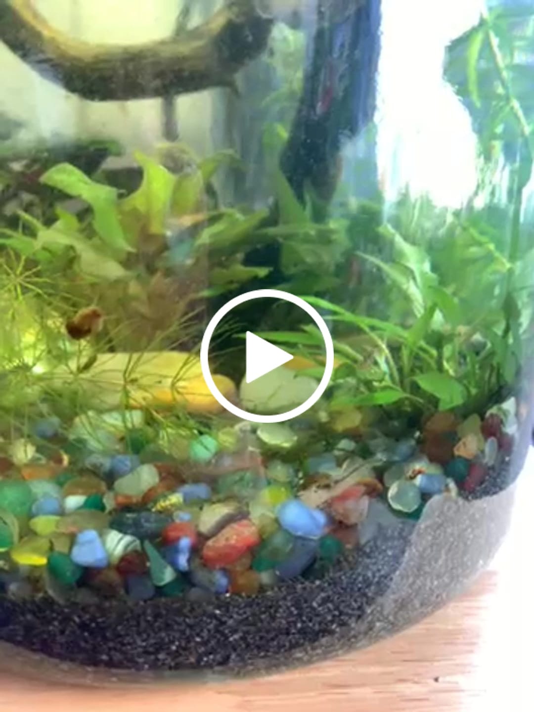 Customer video review of Amano Shrimp