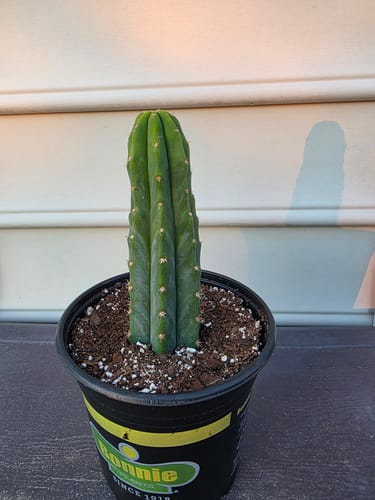 Customer photo review of San Pedro Cactus | Trichocereus (Echinopsis) Pachanoi