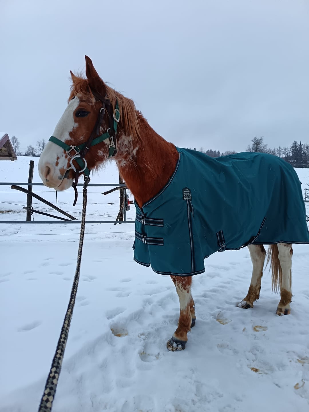 Customer photo review of Wurmtest Plus Pferd
