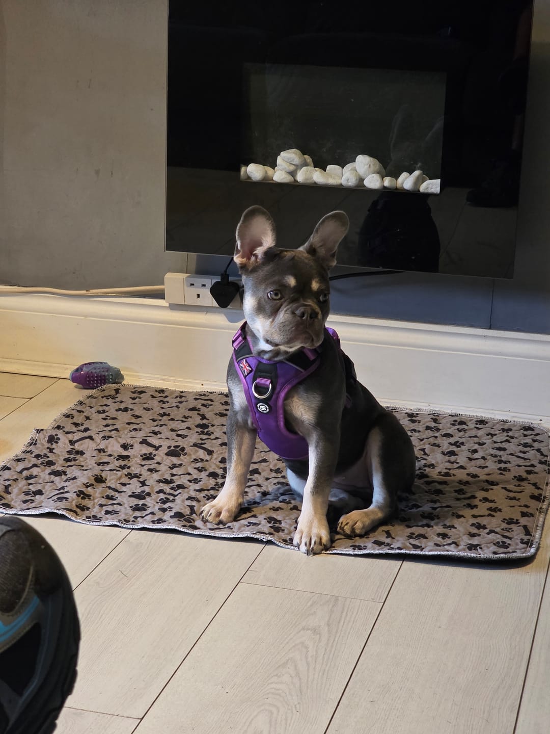 Customer photo review of Anti Pull Hurricane Harness Lighter | With Handle - Purple
