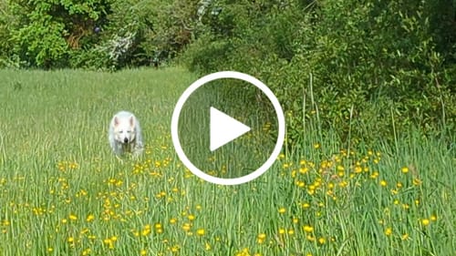 Customer video review of Gelenktabletten