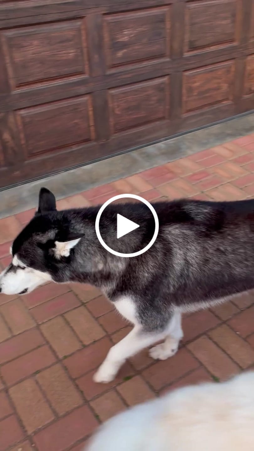 Customer video review of Natural Canine Care | DoggyMin - Skin & Immune Support for Dogs