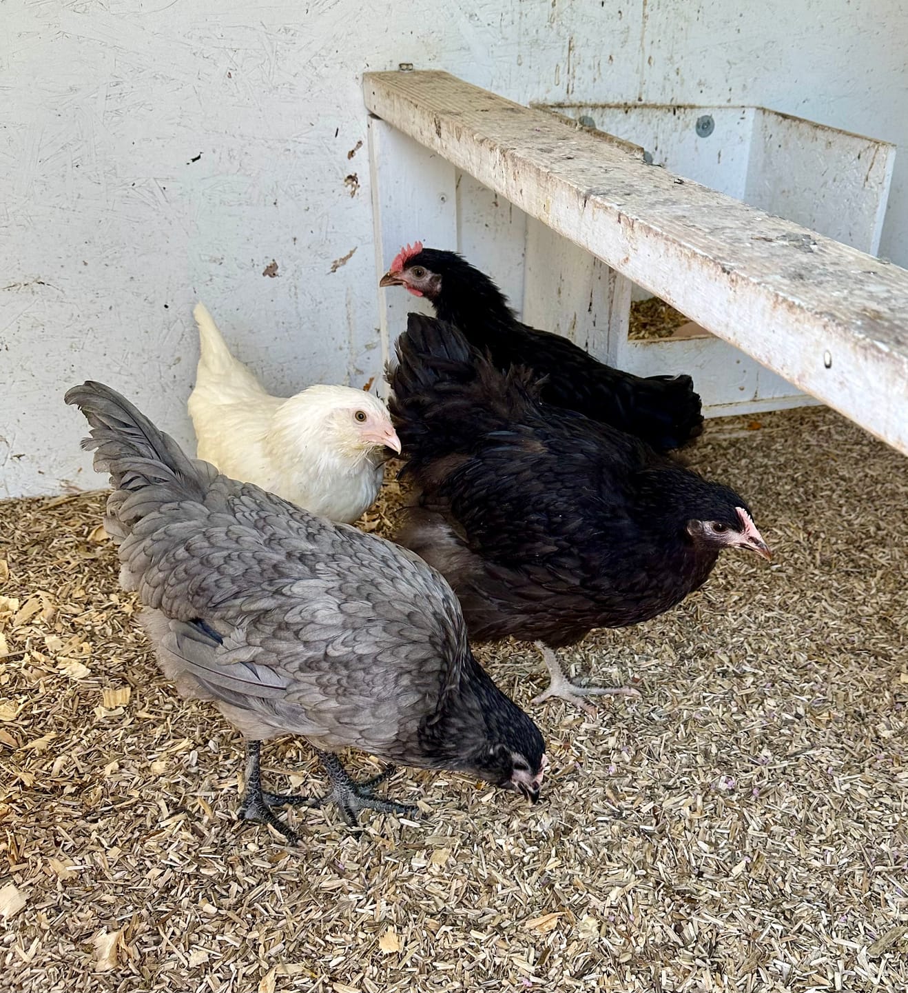 Customer photo review of Nesting Herbs - Control Odors & Keep Coops Mite & Lice-Free
