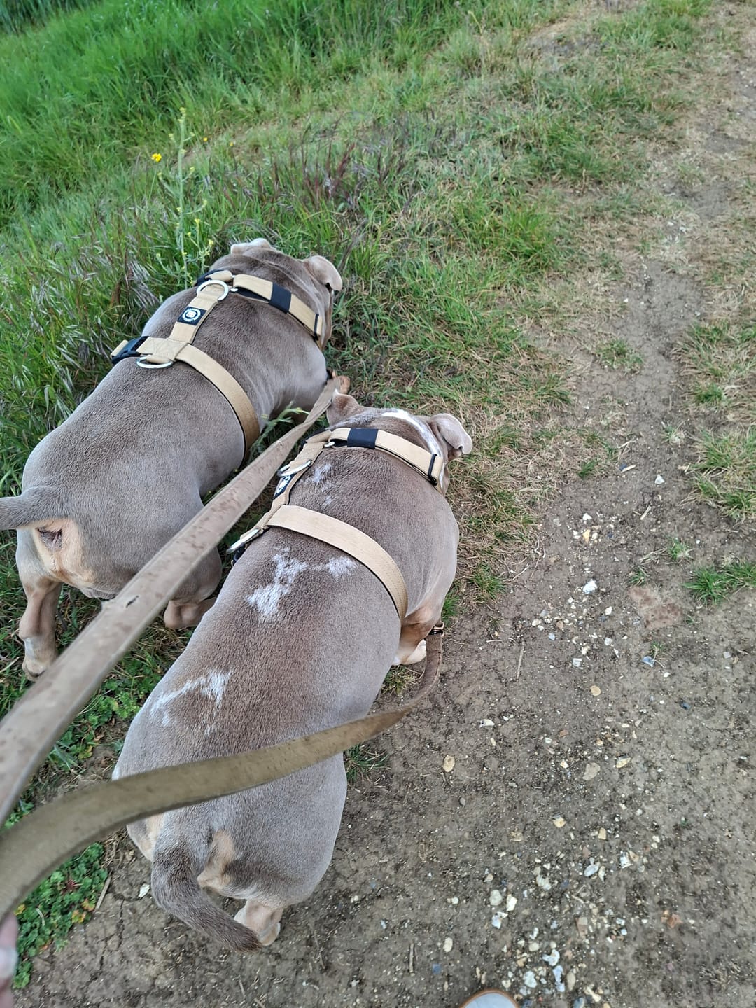 Customer photo review of Anti-Pull TRI-Harness® | Training Dog Harness for All Breeds - Tan