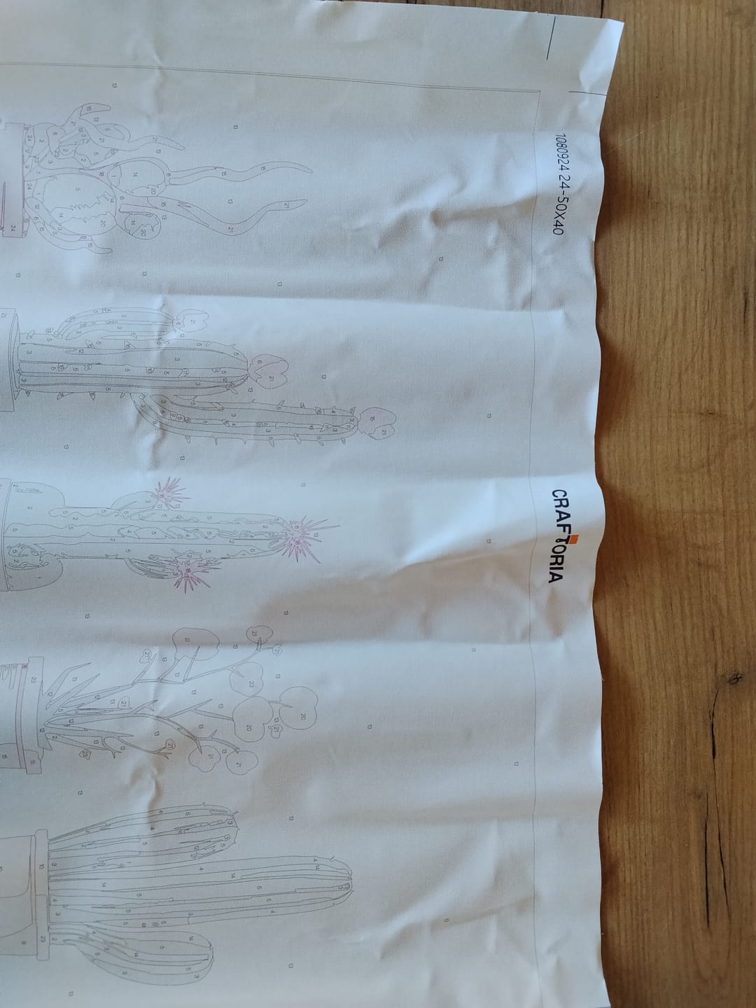 Customer photo review of Minimalist Cactus