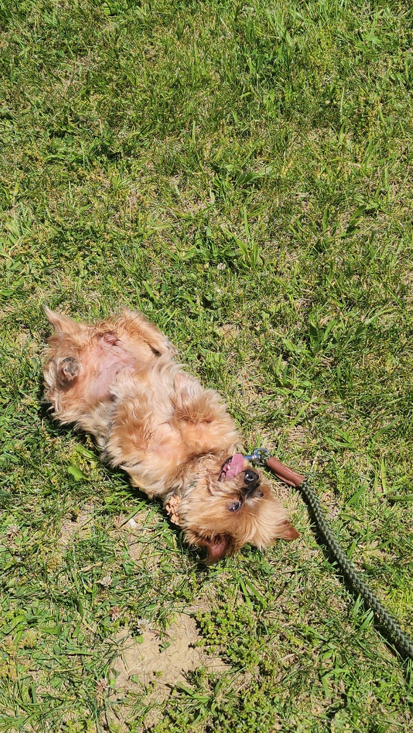 Customer photo review of 6 Inch Beef Jerky Stick