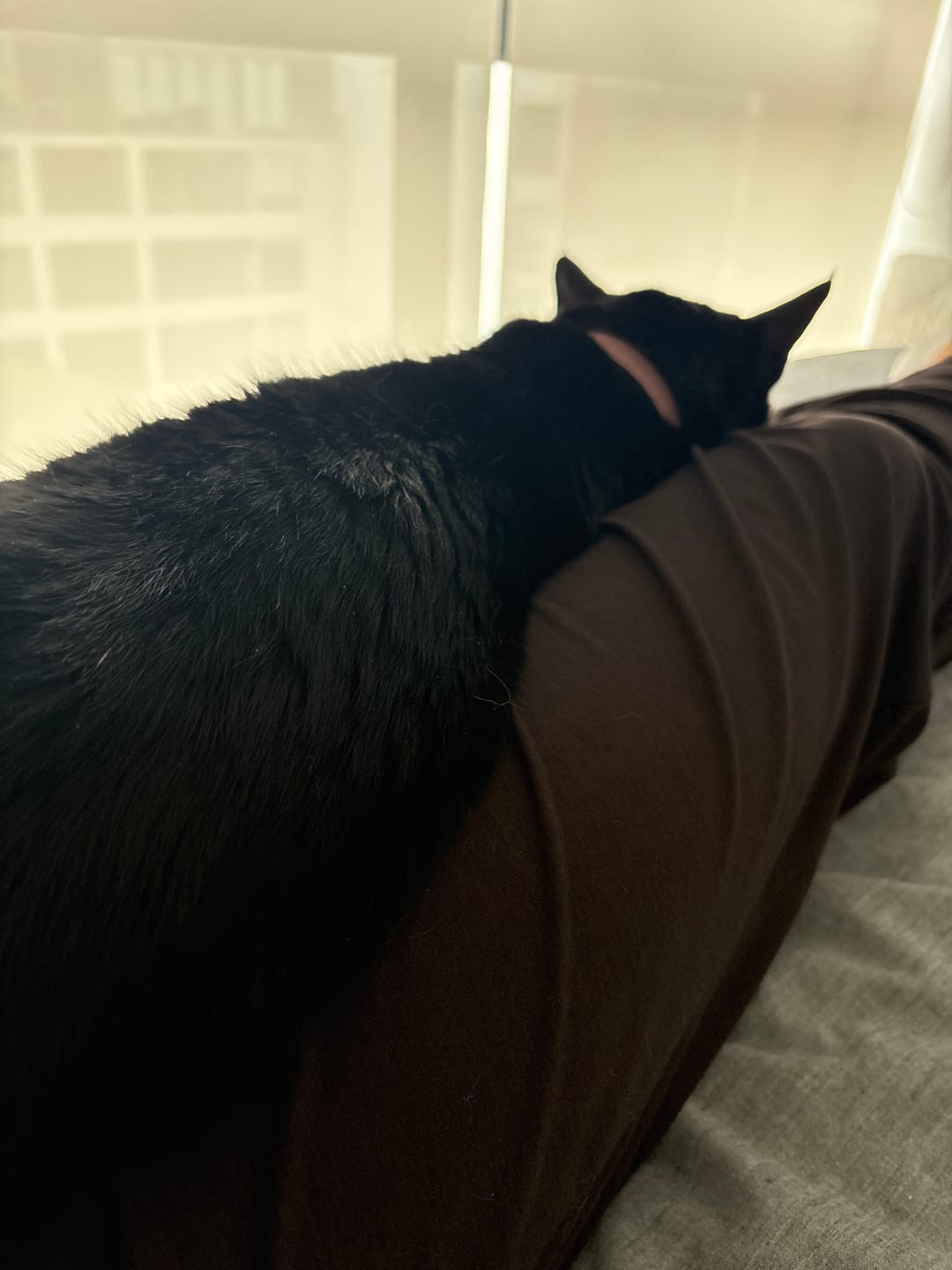 Customer photo review of Everyday Palazzo | AlgaKnit - Dark Chocolate