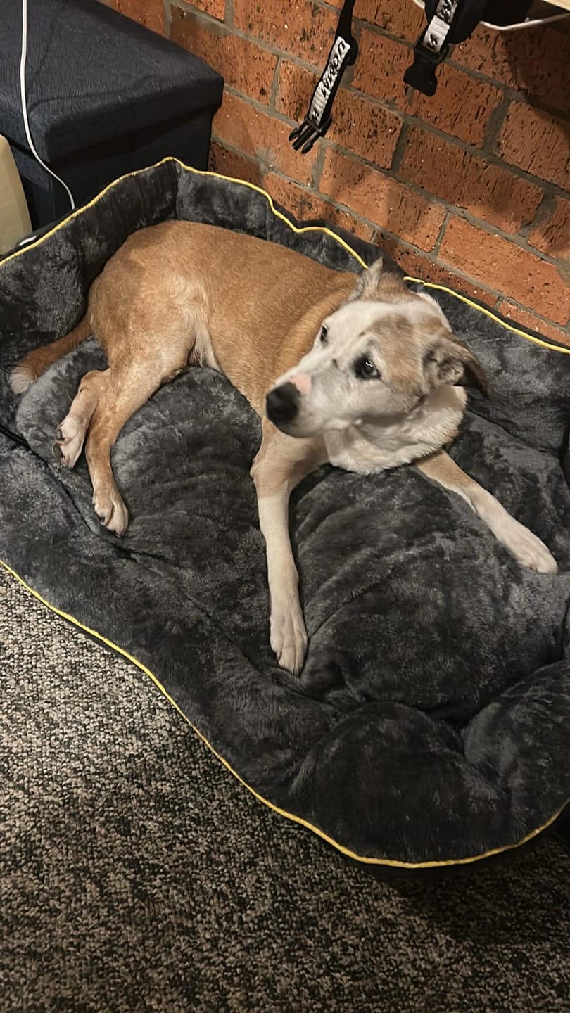 Customer photo review of Electric Pet Heater Bed Thermal Protection