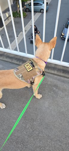 Customer Carolina Dingo wearing Team K9 walking gear