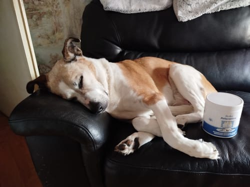 Le chien d'un client dormant sereinement sur un canapé noir à côté du pot de Complément relaxation.