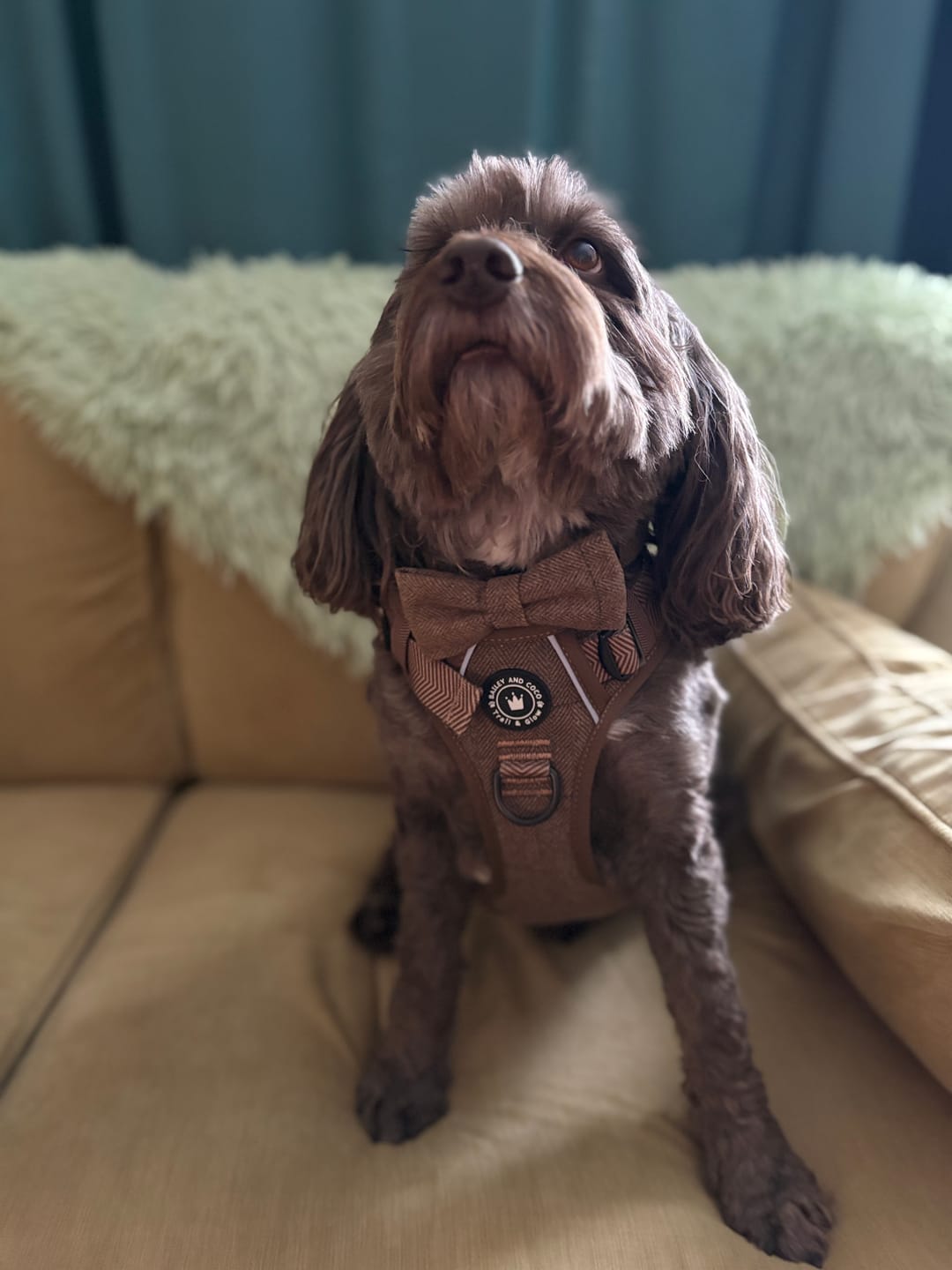 Customer photo review of Trail & Glow Tweed Dog Harness - Oxford Tweed