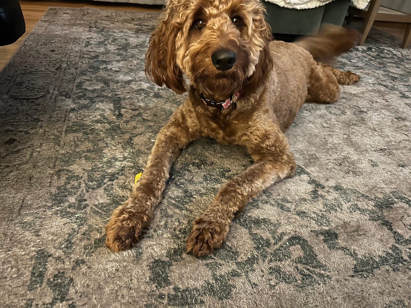 Customer photo review of Long-Lasting Yak Chews — 6 Flavor Pack