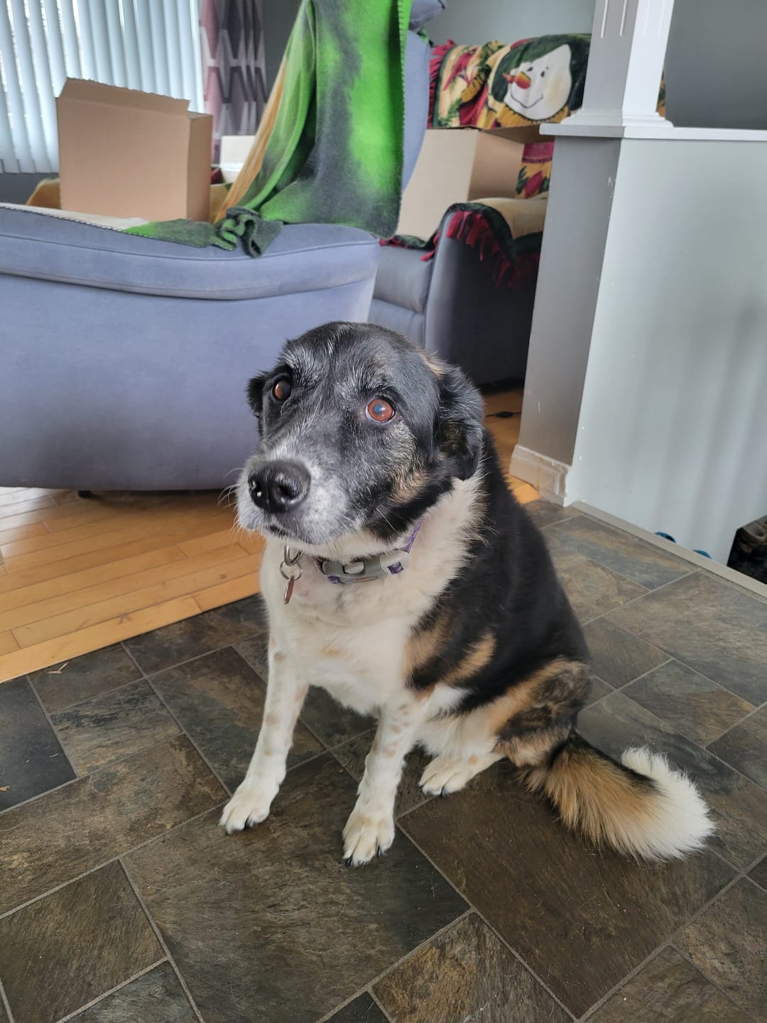 Customer photo review of OREL (Système respiratoire, système immunitaire) pour chiens et chats