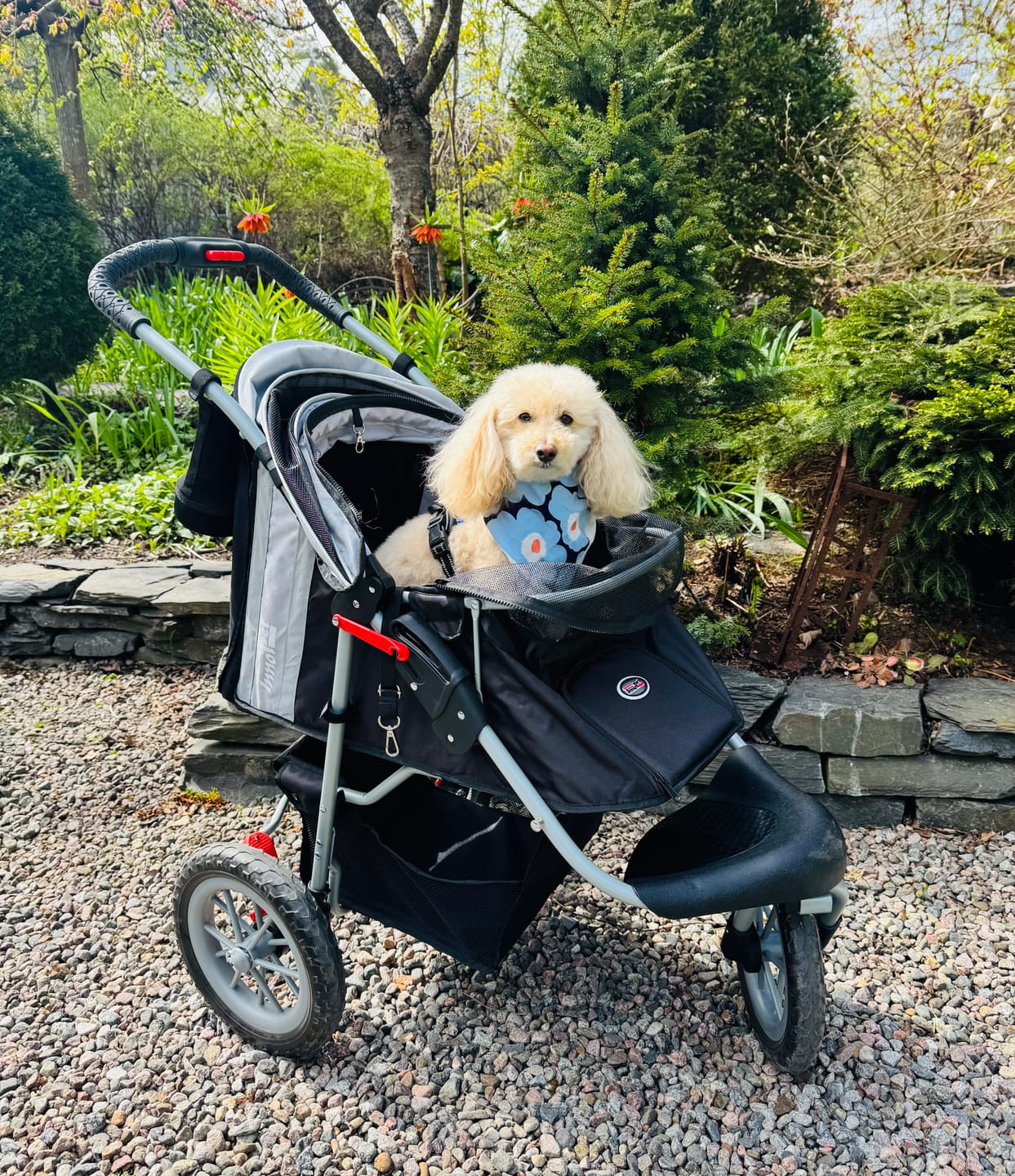 Customer photo review of Comfort EFA ECO lemmikkirattaat