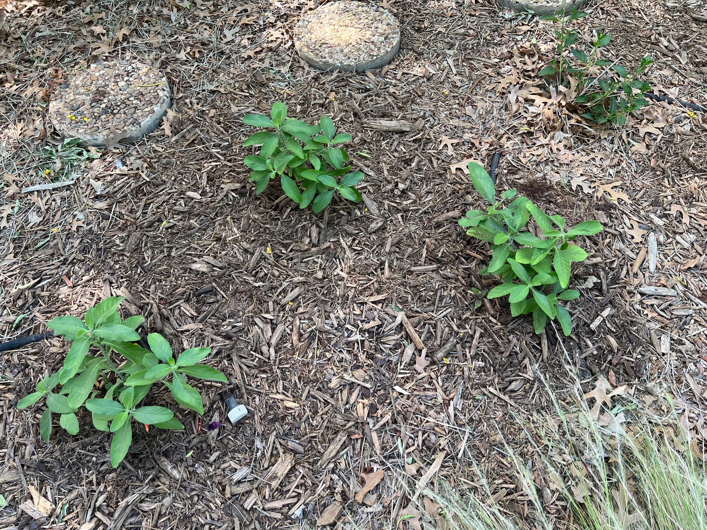 Customer photo review of Mexican Honeysuckle