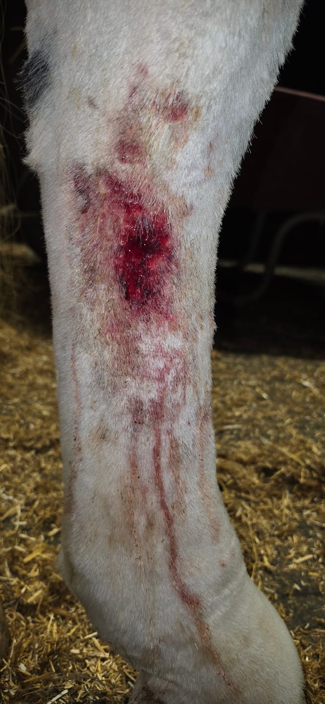 Customer photo review of Large Horse Skin Rescue Bundle