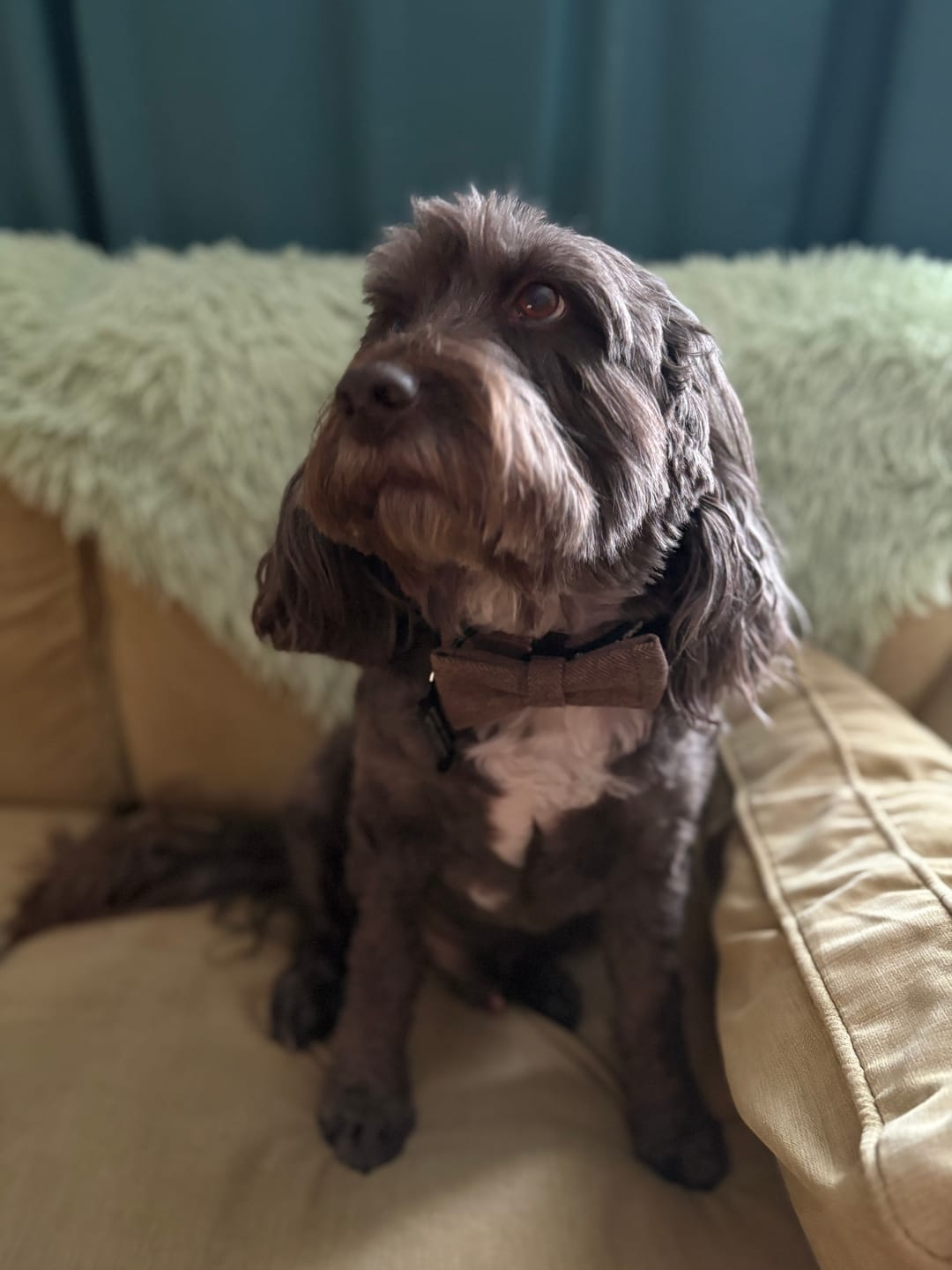 Customer photo review of Adjustable Collar - Oxford Tweed