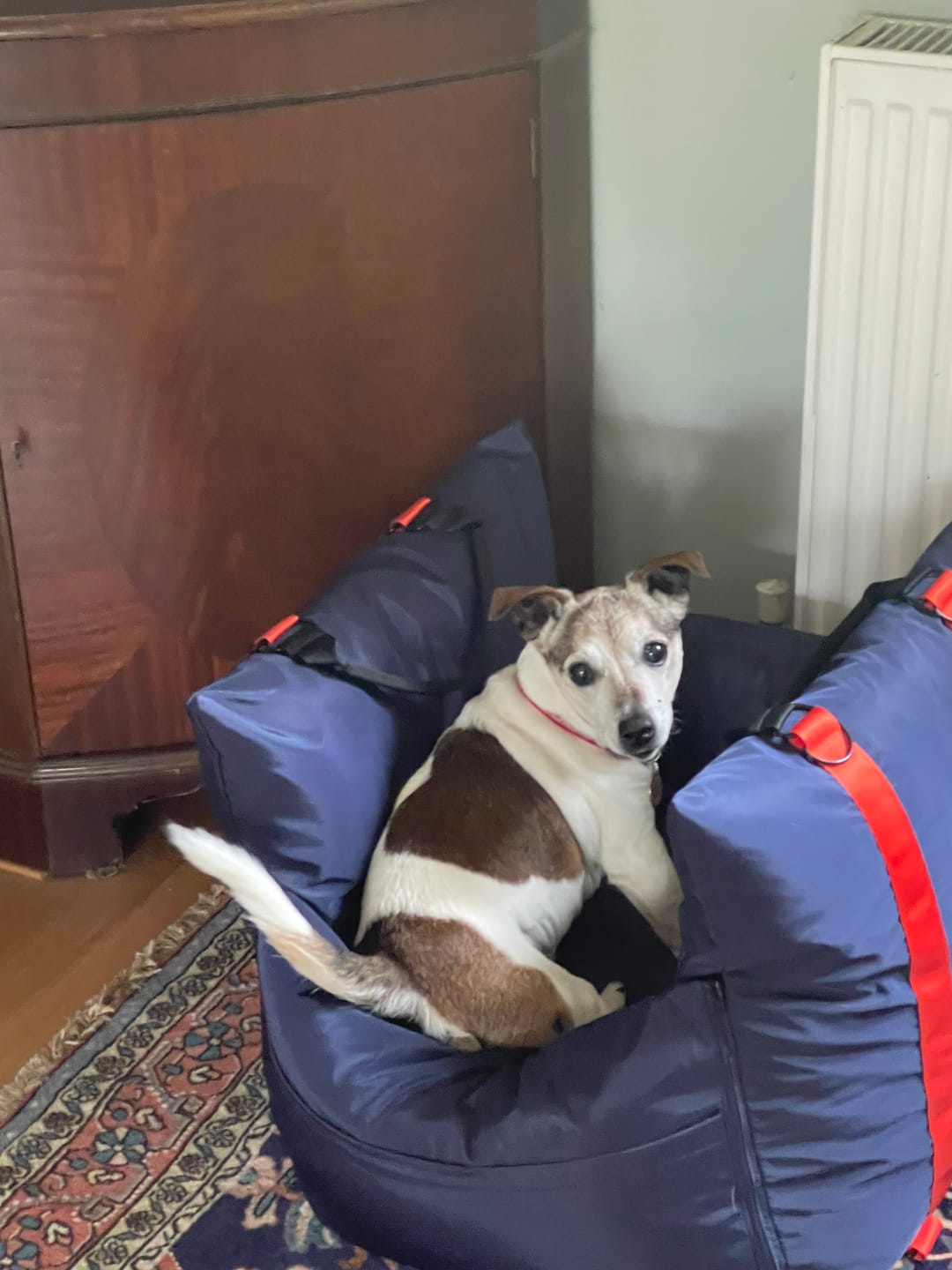 Customer photo review of Travel Dog Pod - Now With IsoFix