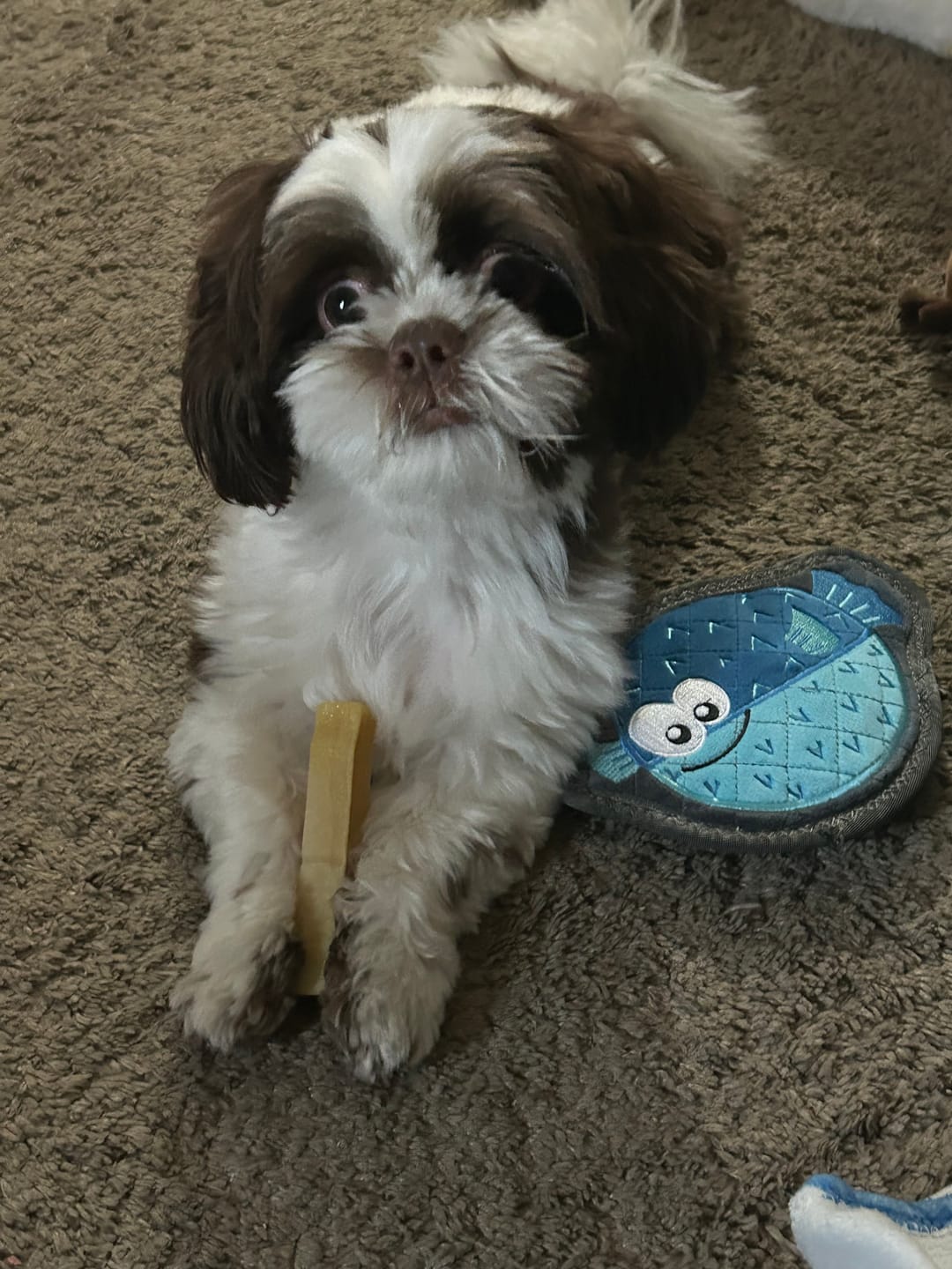Customer photo review of Strawberry Yak Chews