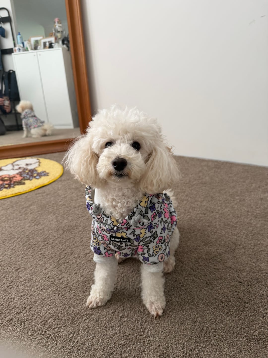 Customer photo review of Vintage Flower Dog Hoodie - Light Grey