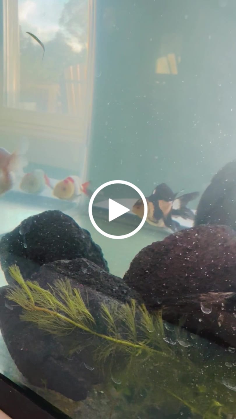 Customer video review of Live Premium Fancy Goldfish Thai Lionchu White (Our Choice)