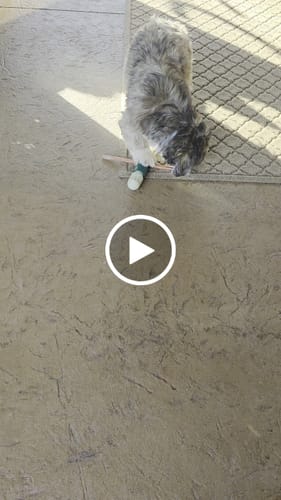 Customer video review of 6" Thin Bully Sticks