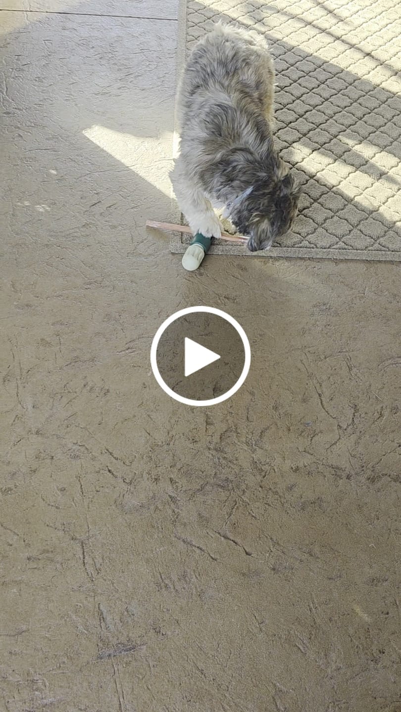 Customer video review of 6" Thin Bully Sticks