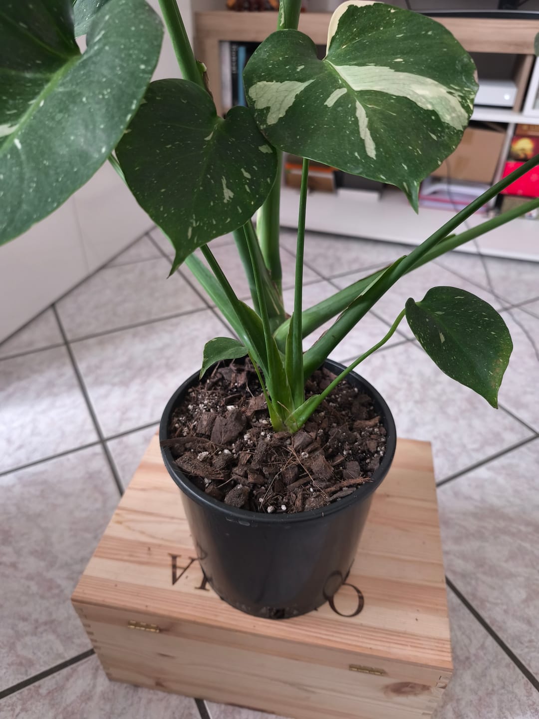 Customer photo review of Aroid Mix (Monstera e.t.c.)