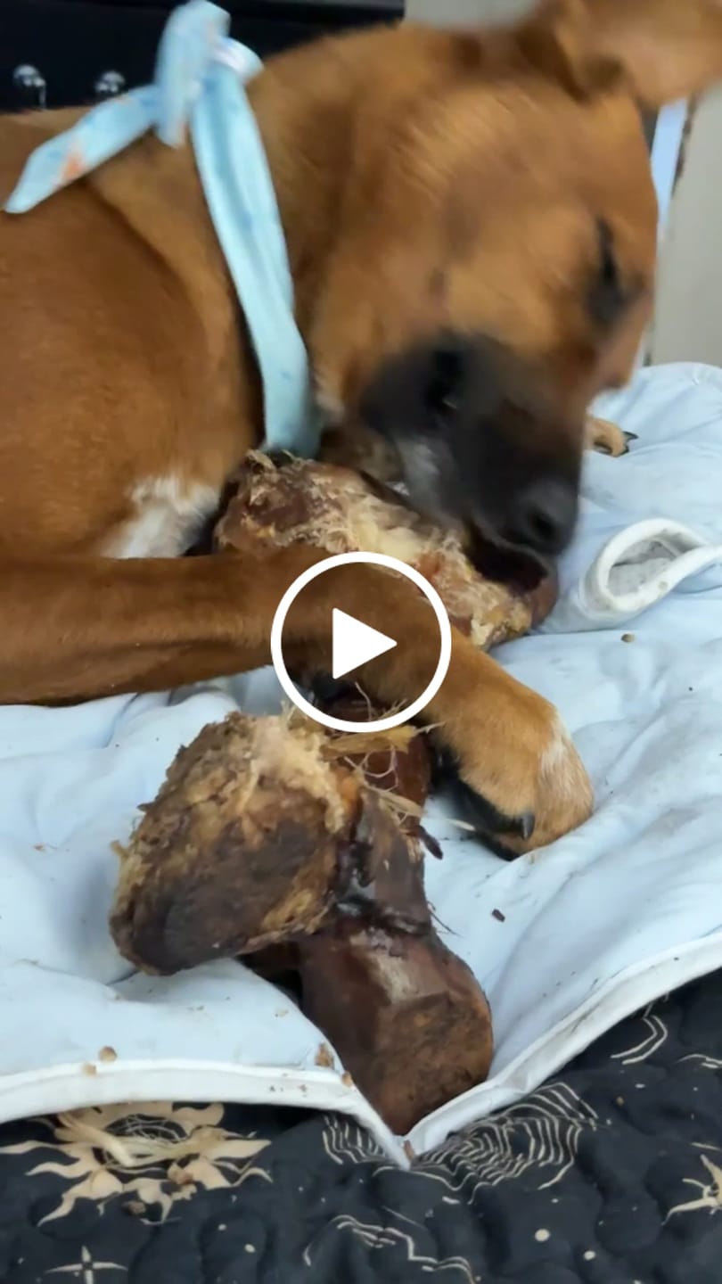 Customer video review of Smoked Dinosaur Bones
