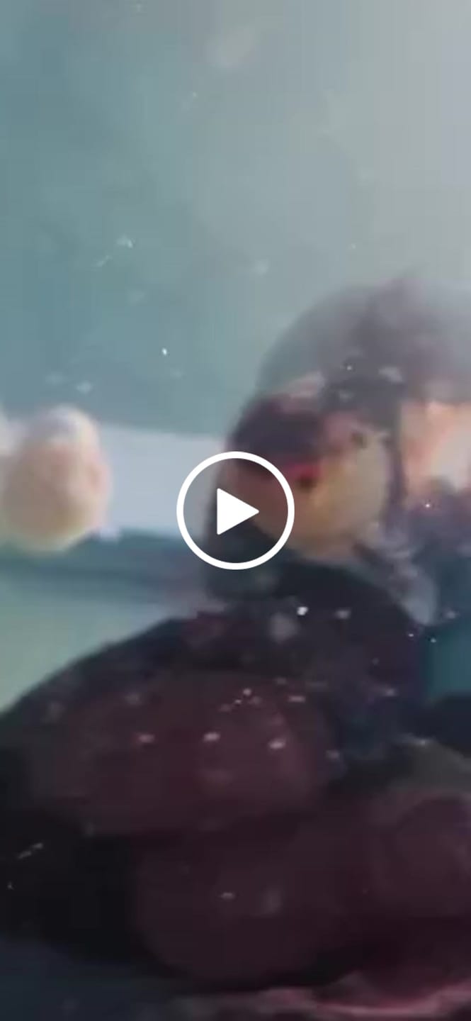 Customer video review of Live Premium Fancy Goldfish Thai Oranda 2"-4" Body Panda (Our Choice)