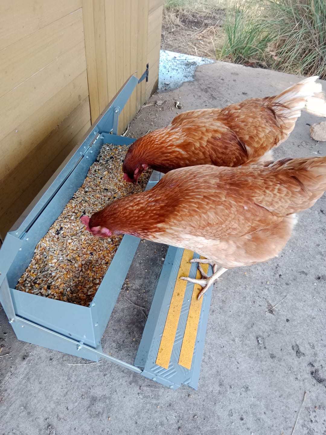 Customer photo review of Automatic Chicken Feeder 12.5L