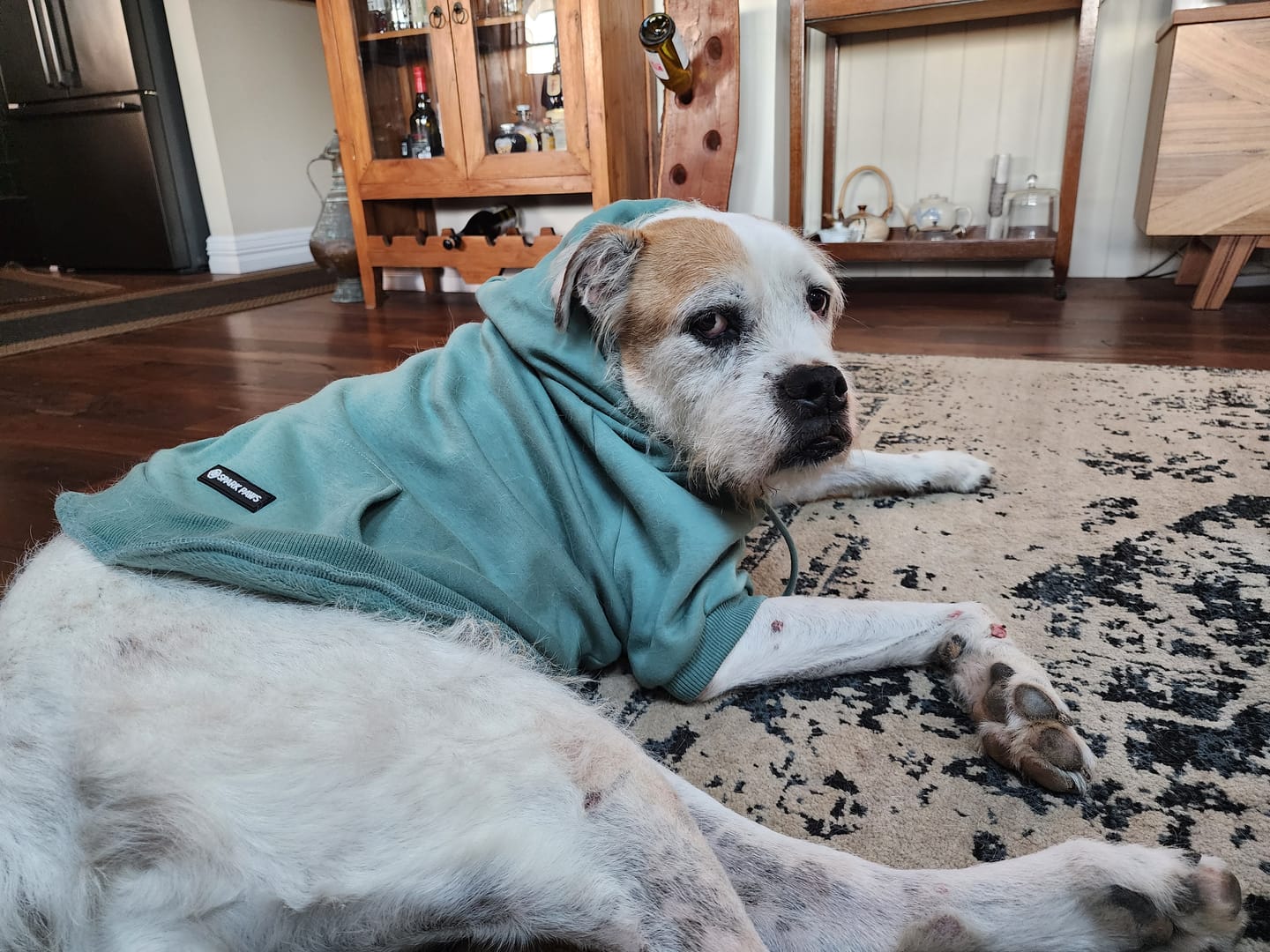 Customer photo review of Essential Dog Hoodies