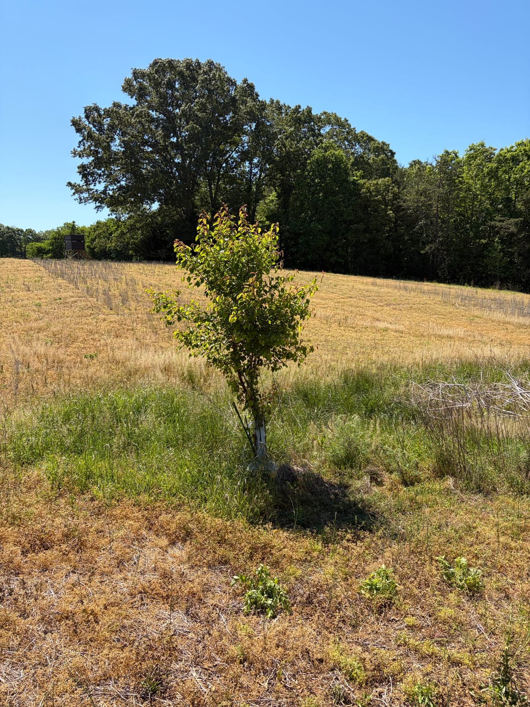 Customer photo review of Whitetail Hill Deer Pear™