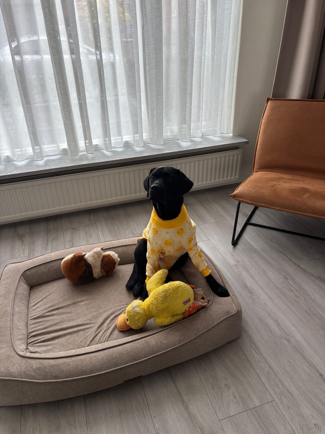 Customer photo review of Dog Surgical Suit