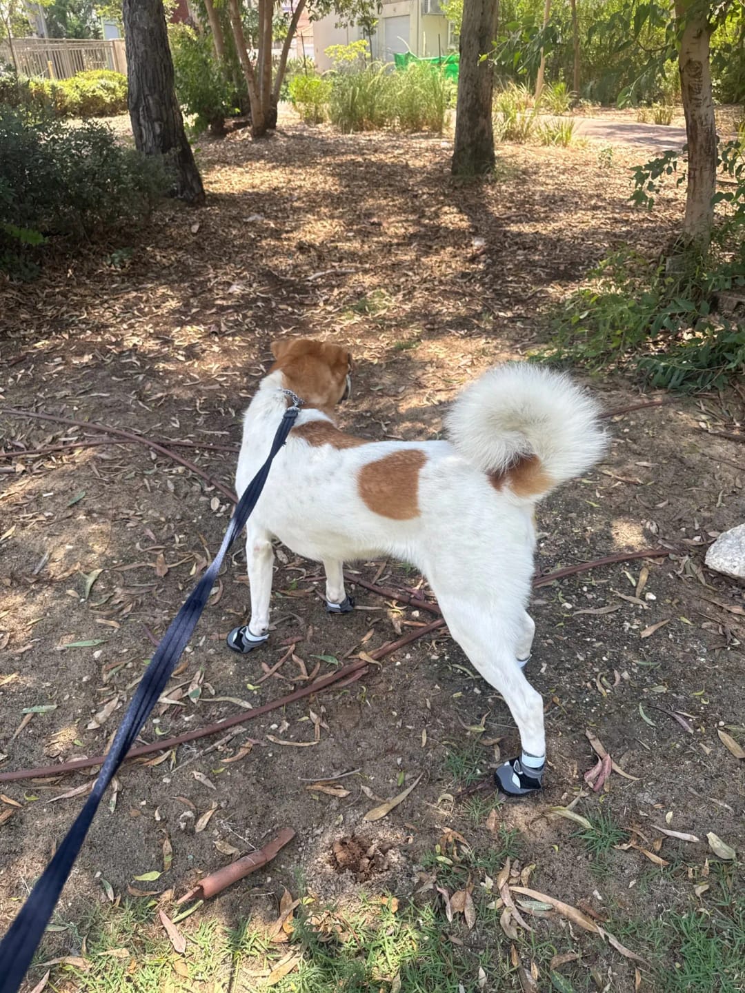 Customer photo review of TruePet Hundeschuhe Sommer | Pfotenschutz Heißer Asphalt | 4er Set | Atmungsaktiv & Reflektierend | Anti-Rutsch