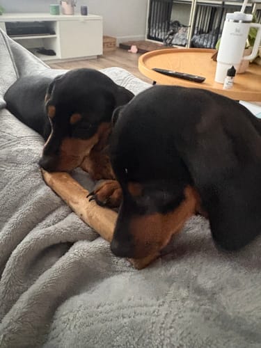 Customer photo review of Mystery Box - Dog
