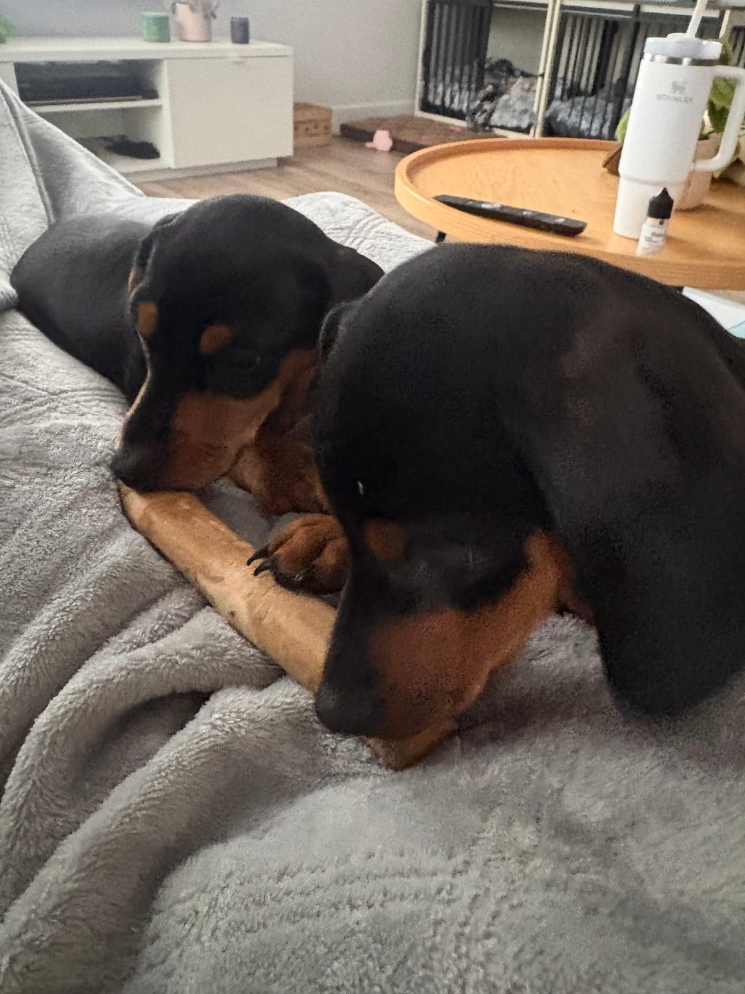 Customer photo review of Mystery Box - Dog