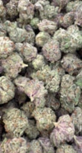 Winter Breath - Bulk - Hybrid photo review