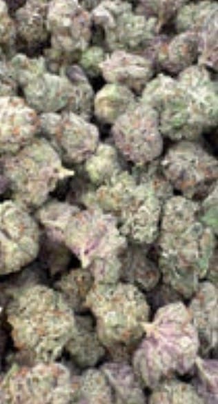 Customer photo review of Winter Breath - Bulk - Hybrid