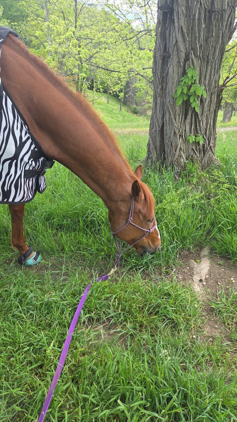 Customer photo review of Renegade® Viper Glow™ Hoof Boot - Caribbean Dream