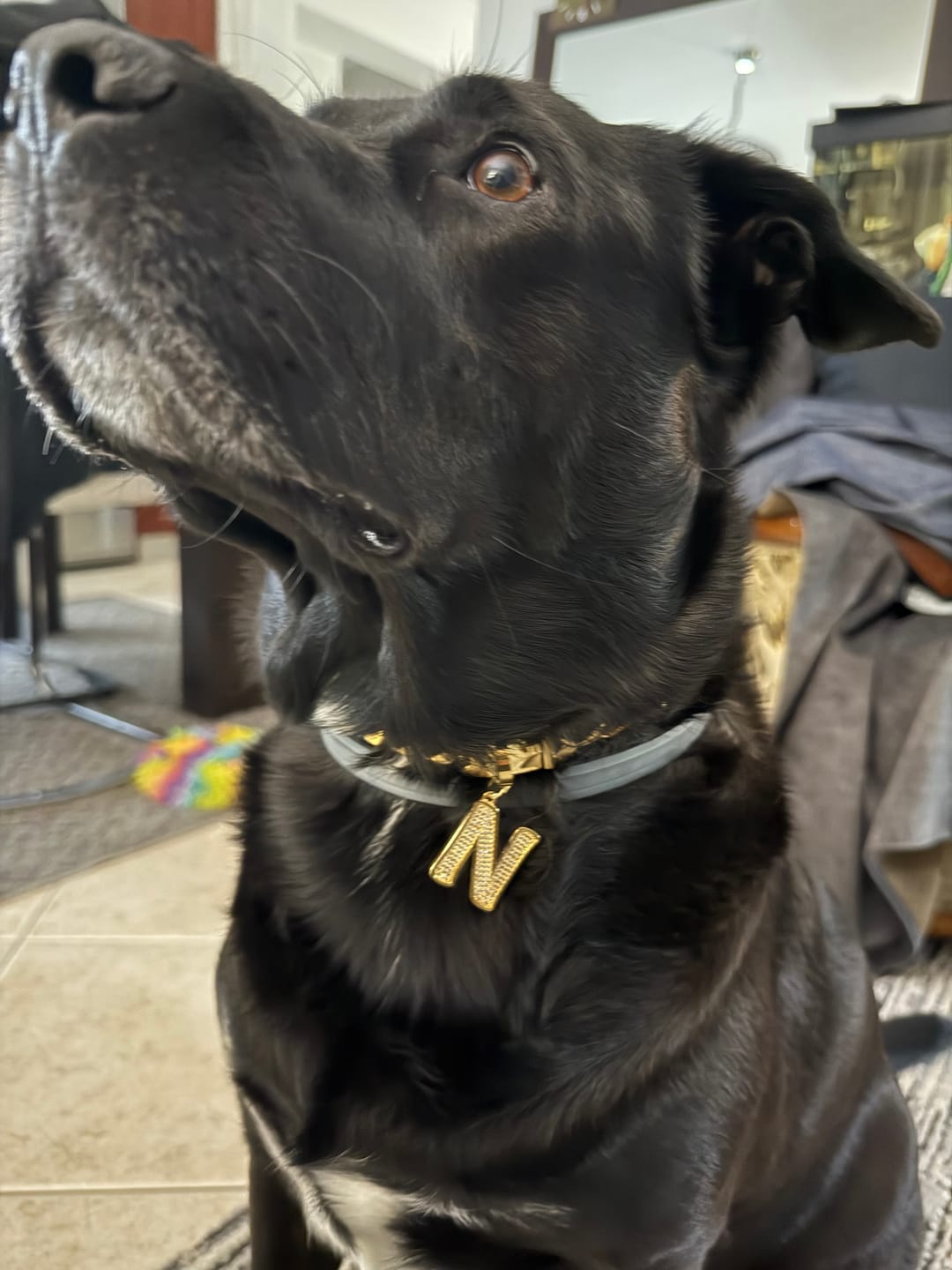 Customer photo review of Cuban Link Chain Dog Collar - Gold