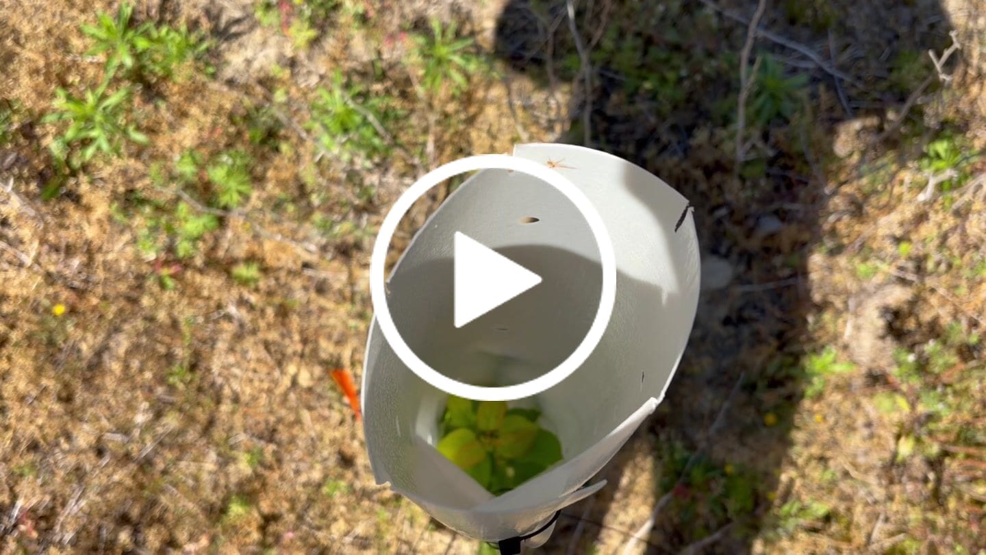 Customer video review of Main Attraction™ Crabapple