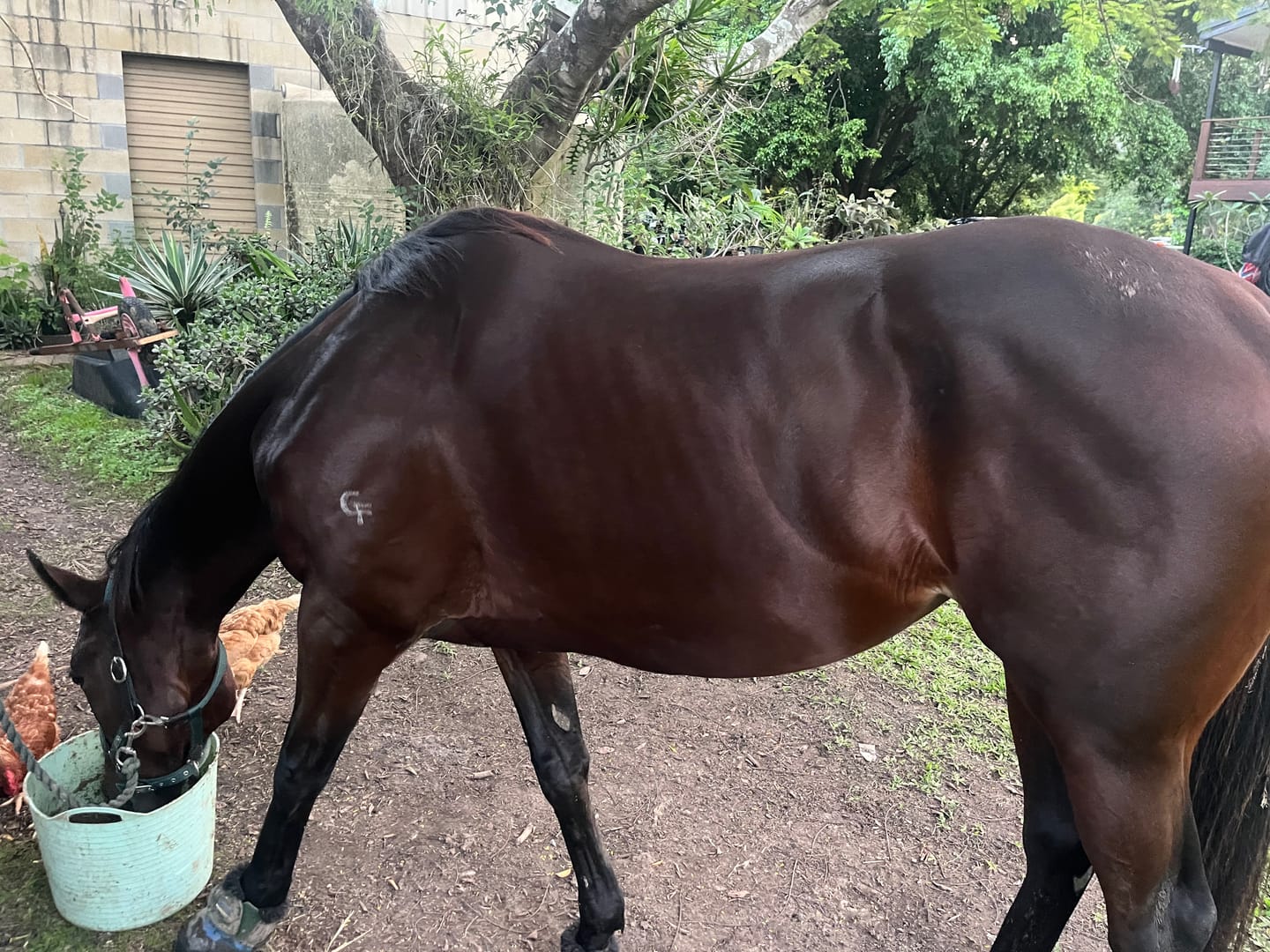 Customer photo review of Digestive EQ
